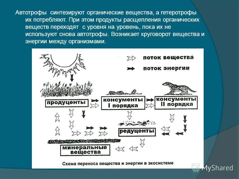 Свинец продукт распада. Автотрофы синтезируют органические. Роль автотрофов в круговороте веществ. Расщепление органических веществ.