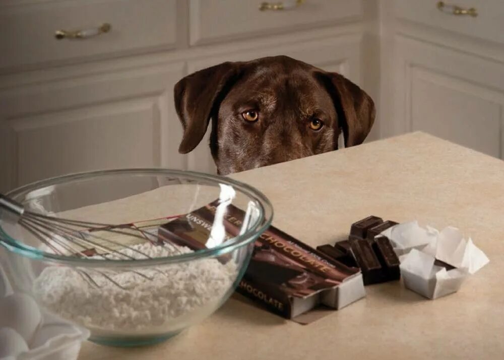 Почему собаке сладкое. Шоколад для собак. Шоколад и животные. Шоколад с собачками. Конфеты для собак.