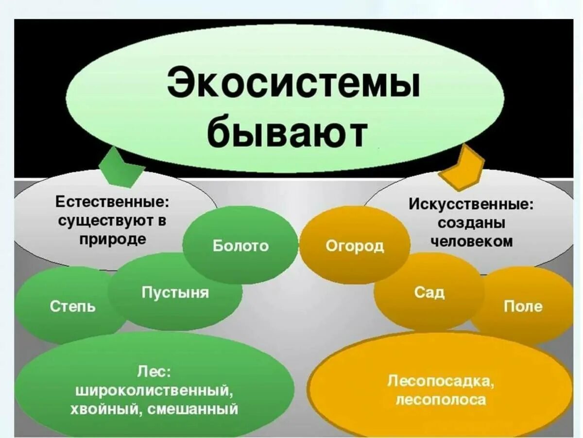 Какие бывают среды 5 класс. Экосистема. Примеры экосистем. Природные экосистемы. Природные экологические системы.