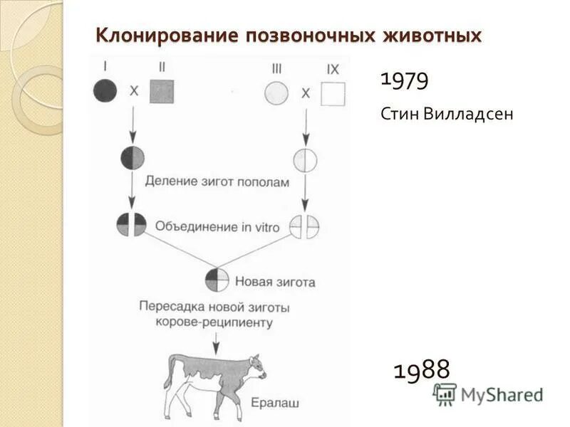 Клонирование коровы. Клонированная корова. Клонирование животных. Схема генетического клонирования овцы долли. Клонирование коровы.