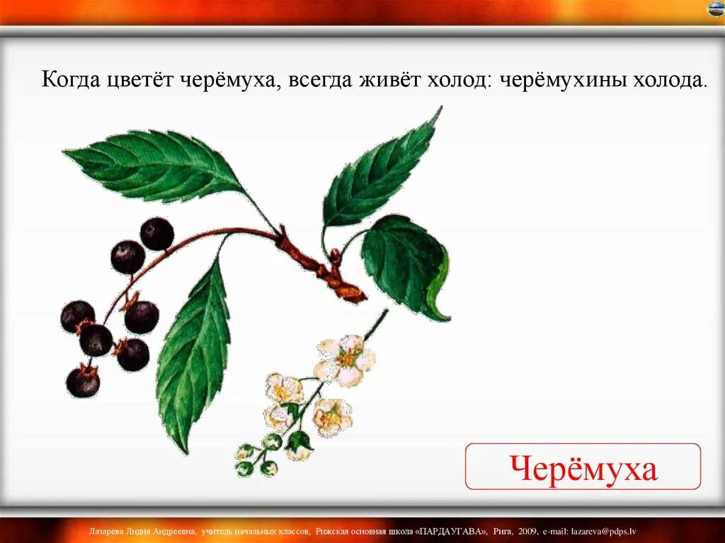 Загадка цвет белый а ягода. Черемуха для детей. Черёмуха ягоды для детей. Черемуха лист для детей. Черемуха дерево для детей.