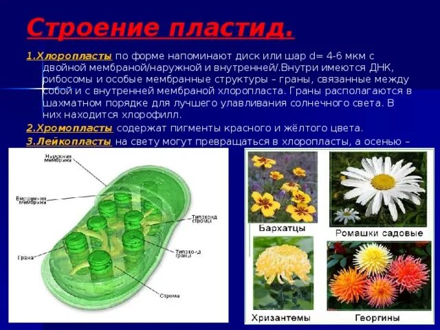 Красные хлоропласты. Пластиды у бактерий. Внутренняя мембрана пластид. Пластиды у растений и животных. Пластиды в клетках животных.