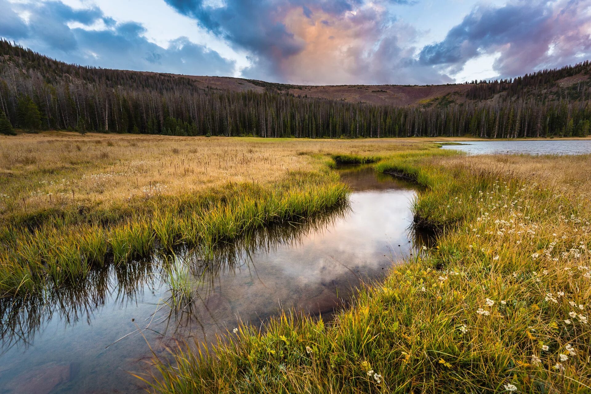 река в поле. река в поле. река в поле. поле речка и трава. река в поле.