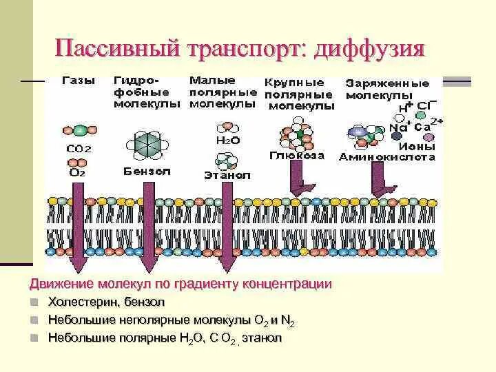 Пассивный транспорт простая диффузия. Диффузия пассивный транспорт. Для пассивного транспорта веществ характерно. Механизмы транспорта веществ через клеточную мембрану. Пассивный транспорт веществ в живой клетке.