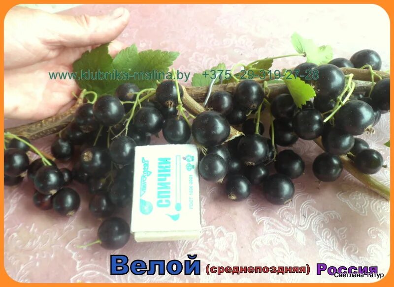 Смородина сорт велой. Смородина велой.