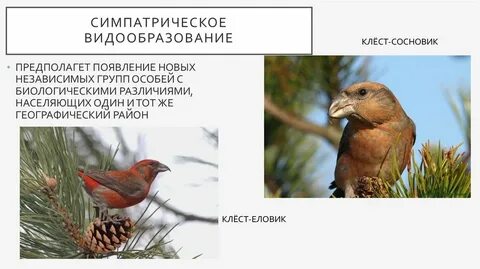Экологическое видообразование причины примеры