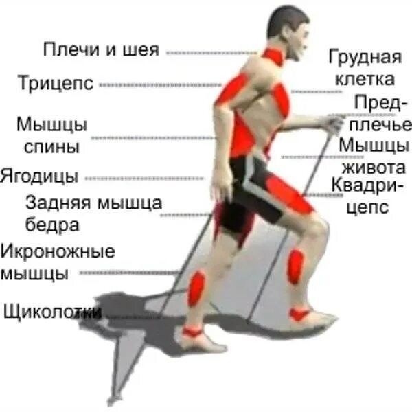 Какие мышцы используются при ходьбе. Скандинавская ходьба мышцы. какие мышцы задействованы при скандинавской ходьбе. мышцы задействованные при скандинавской ходьбе. мышцы которые задействуются при беге.