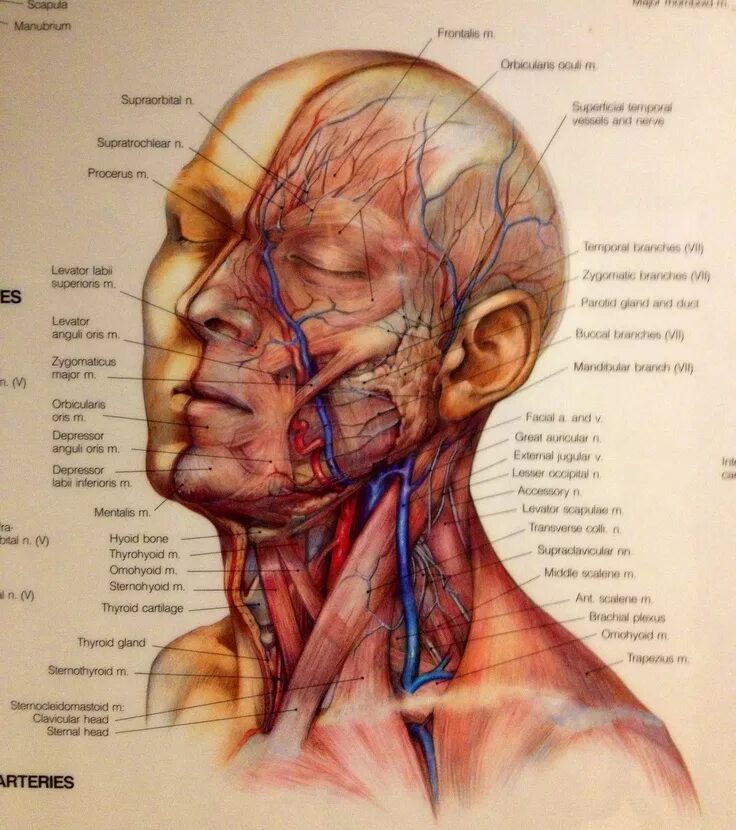 Лицо часть головы человека. Мышцы головы и шеи анатомия затылок. Мышцы лица топографическая анатомия. Мышцы шеи топографическая анатомия. Сосуды головы топографическая анатомия.