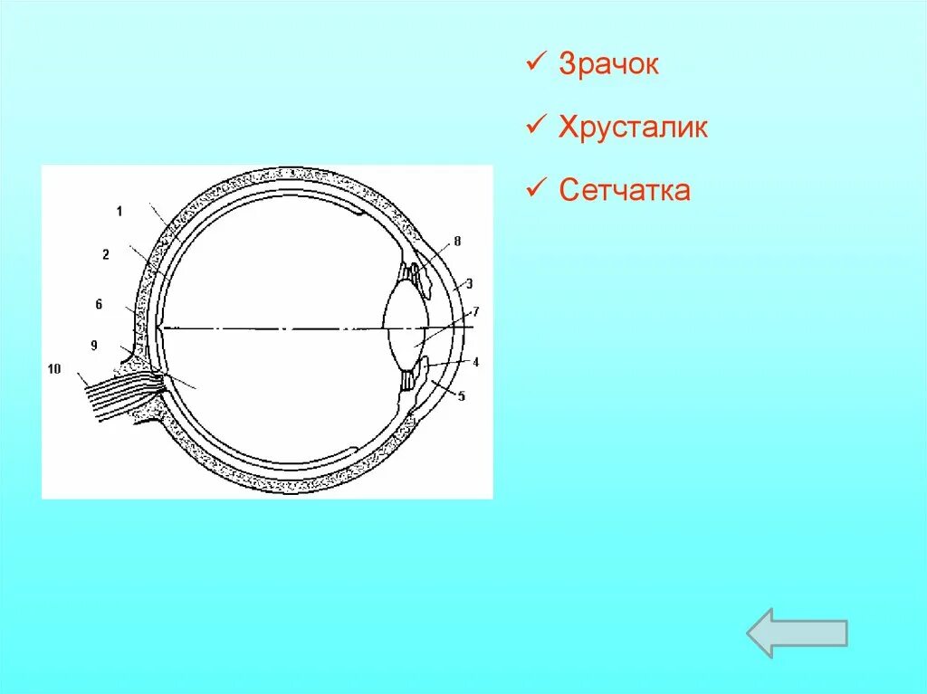 Принцип работы хрусталика 8 класс биология. Строение глаза гиф. Строение хрусталика глаза. Строение глаза анимация. Хрусталик глаза анатомия.