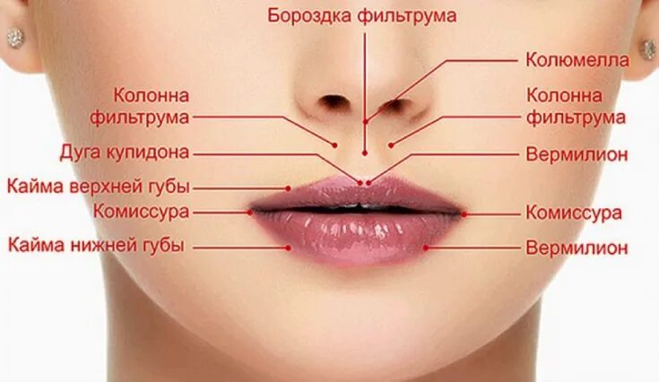 Как называется место между носом и губами