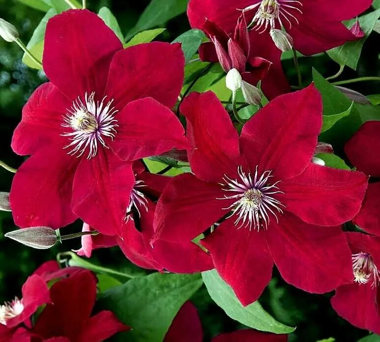 Клематисы руж кардинал. Клематис крупноцветковый ярко-красный "румяный кардинал". Руж кардинал отзывы. Клематис кардинал. Клематис красный кардинал.