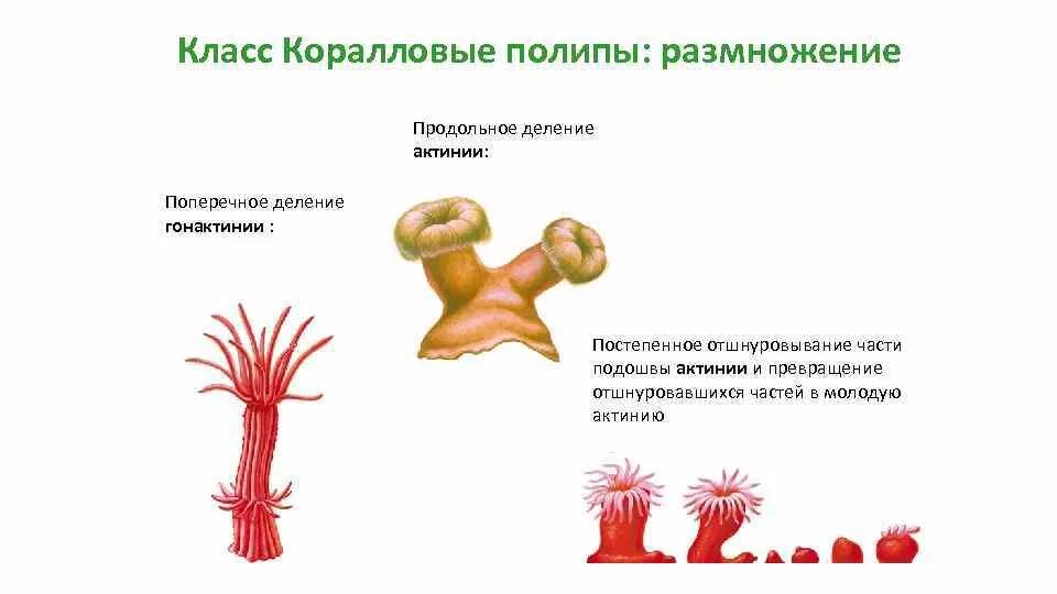 Размножение коралловых полипов схема. Цикл развития коралловых полипов. Бесполое размножение коралловых полипов. Коралловый полип Кишечнополостные схема.