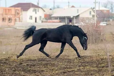 Ростовская лошадь