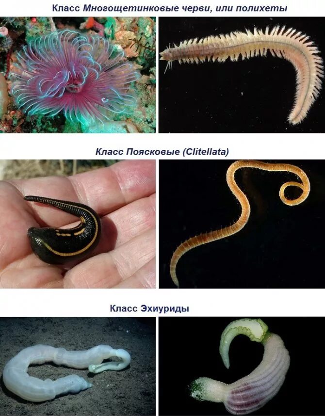 К типу кольчатых червей относится. Кольчатые черви представители паразиты. Паразитические кольчатые черви представители. Представители кольчатых червей. Кольчатые черви аннелиды.