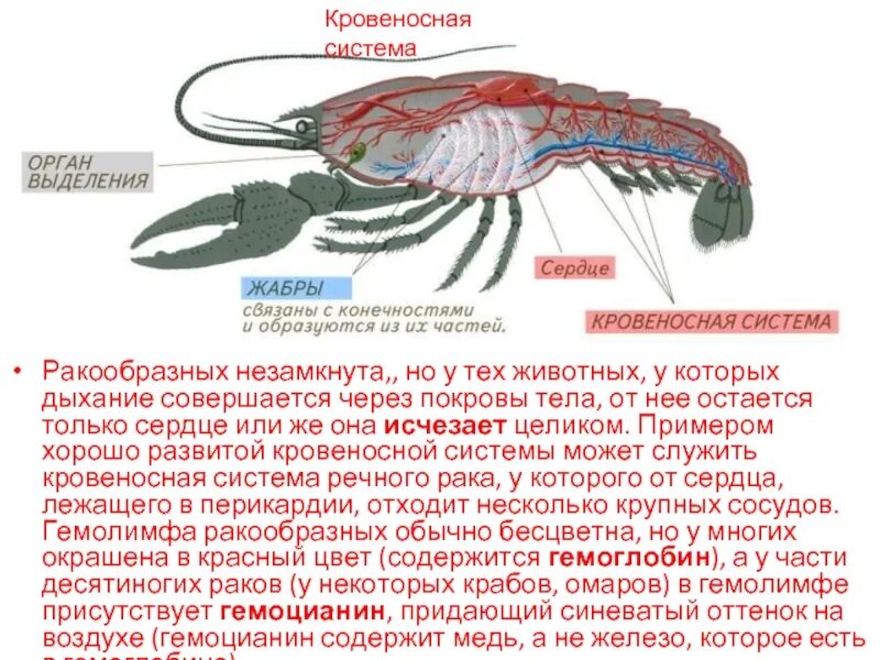 Ракообразные исключения. Части тела ракообразных. особенности кровеносной системы ракообразных. класс ракообразные. гемолимфа у ракообразных.