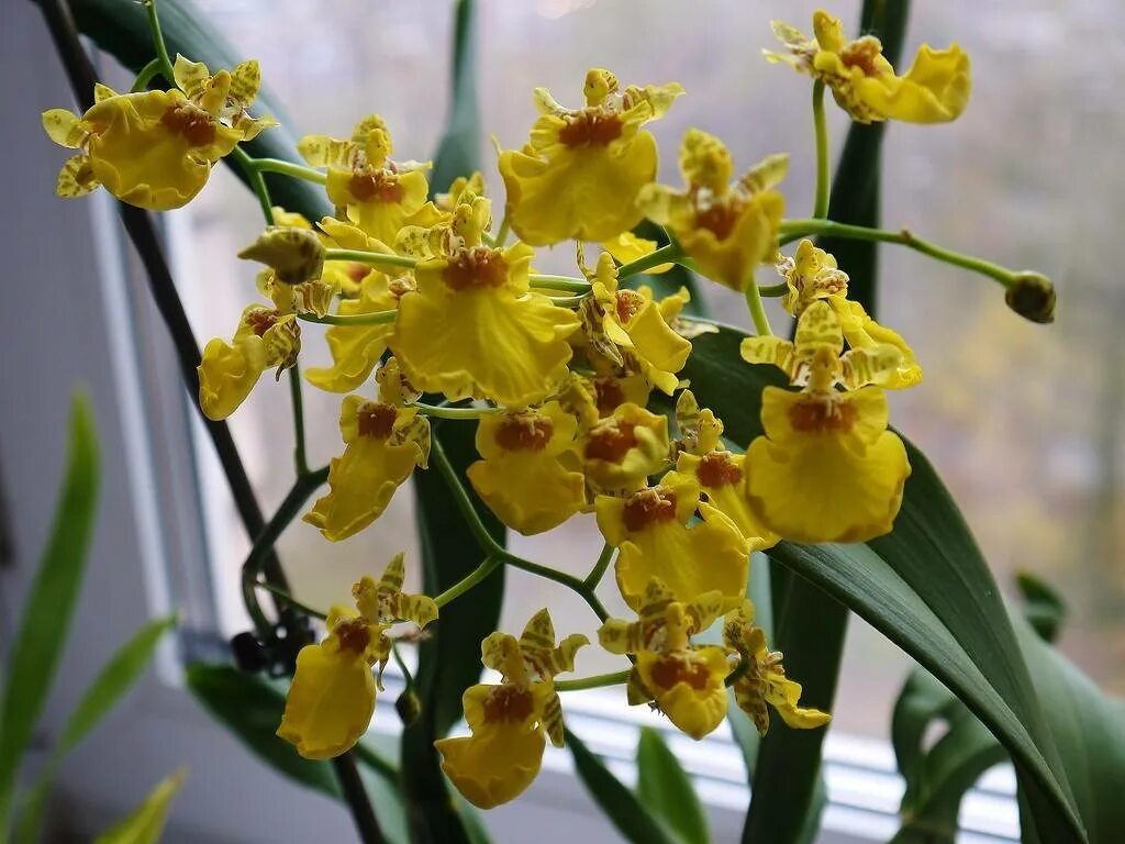 Орхидея онцидиум фото Орхидея Онцидиум 2 ветви песочная 960129  частные объявления