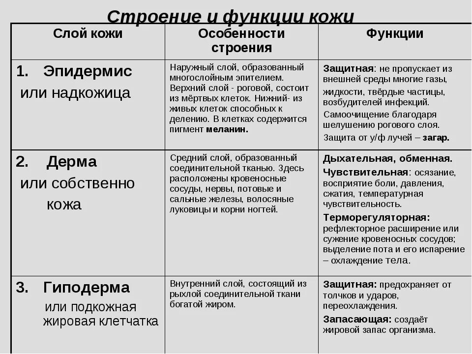 Составить таблицу строение и функции кожи. Таблица по биологии строение и функции кожи. таблица по биологии слои кожи строение функции. таблица кожа слои кожи особенности строения функции. таблица слой кожи особенности строения функции.