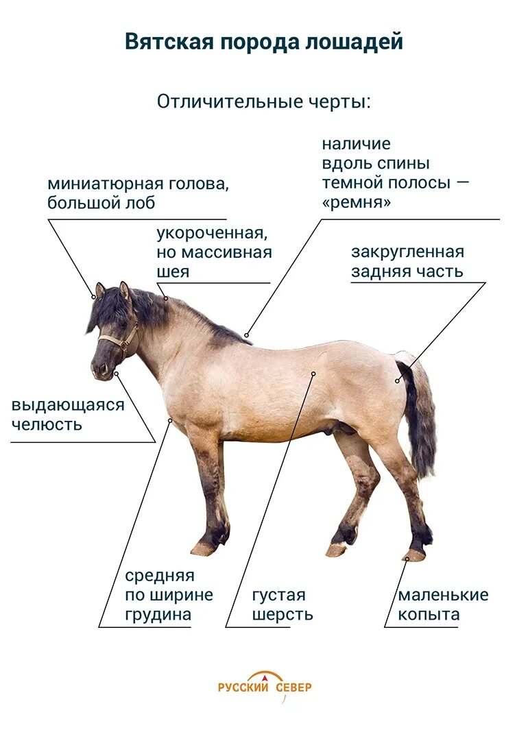 Аборигенная Вятская лошадь. Вятка порода лошадей. Вятская порода лошадей масти. Вятская порода лошадей описание.