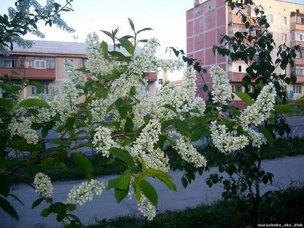 Цветущая черемуха. Цветущая черемуха в городе. Город цветет черемуха. Черемуха обыкновенная "русская махровая".