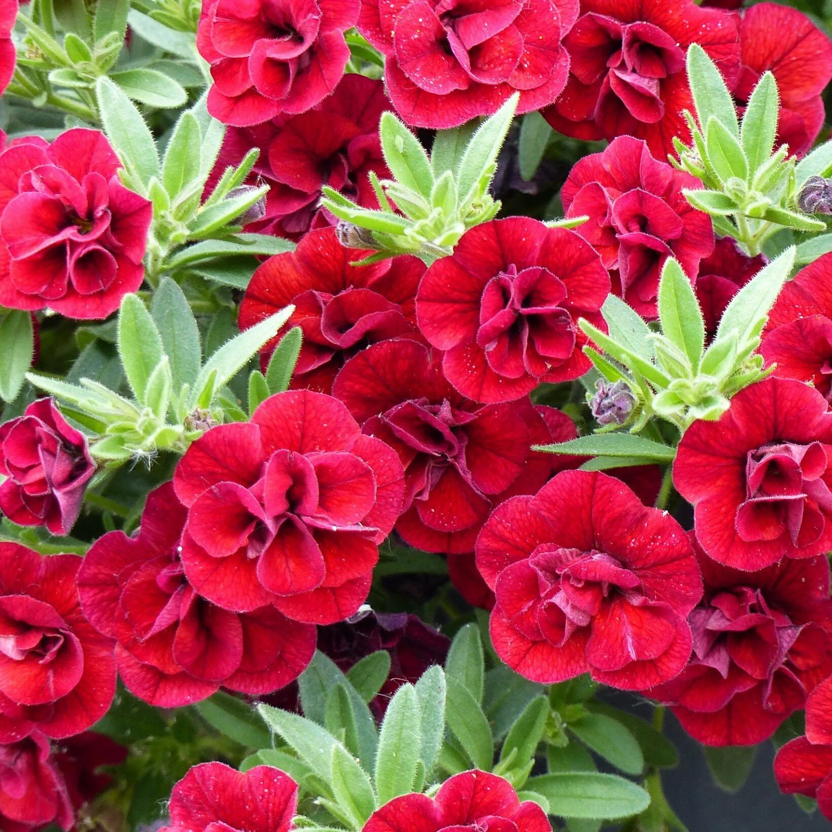 Калибрахоа (calibrachoa). Калибрахоа superbells pomegranate punch. Калибрахоа calipetite red. Калибрахоа calita double red. Калибрахоа супербелс.