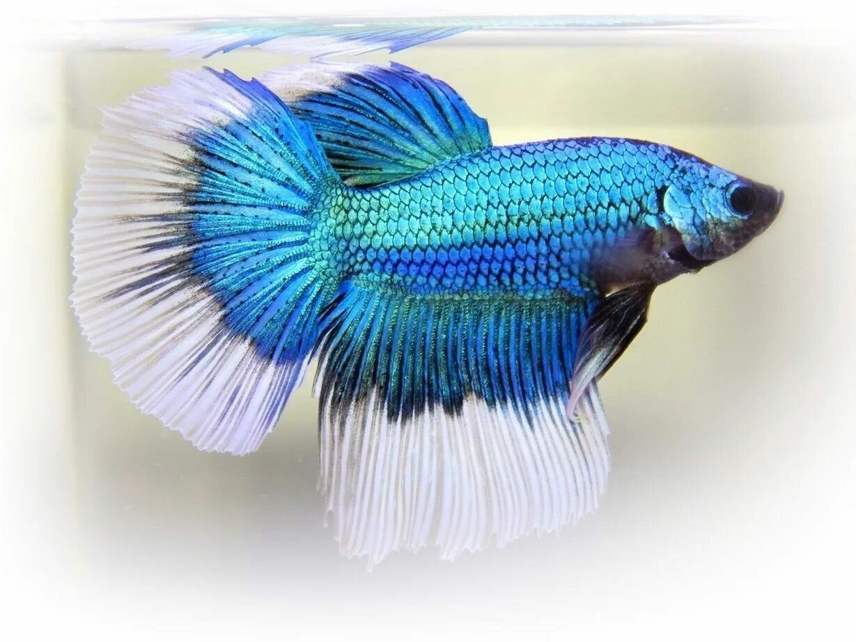 Рыбка петушок коронохвостый. Петушок дельта. Петушок сиамский супердельта. Петушок халф мун красный. Петушок дельта.