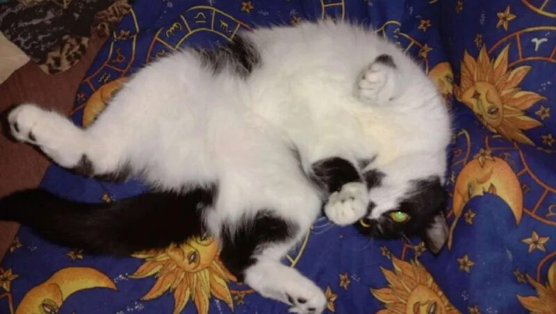 Кошки спариваются. Кот просит кошку после вязки. Спаривание котов. Почему кошка мяукает после вязки. Как происходит оплодотворение у котов.