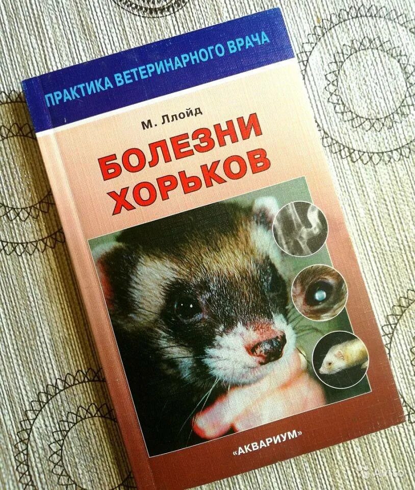 Хорь болезнь. Кожные заболевания хорьков. Болезни болезни хорьков. Кожные заболевания у хорька. Заболевание кожи у хорьков.