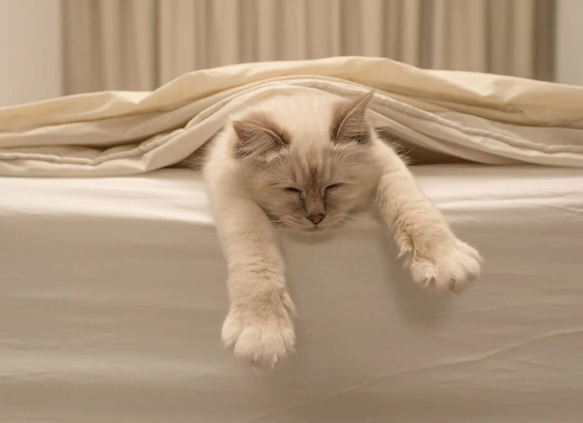 Котенок в постели. Котик в кровати. Котик нежится в кроватке. Кровать для кошки.