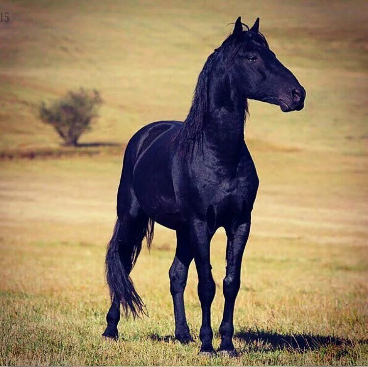 Кабардинская порода описание. Кабардинская порода лошадей. Вороная Кабардинская лошадь. Кабардинец лошадь порода. Порода лошади карачаевец.