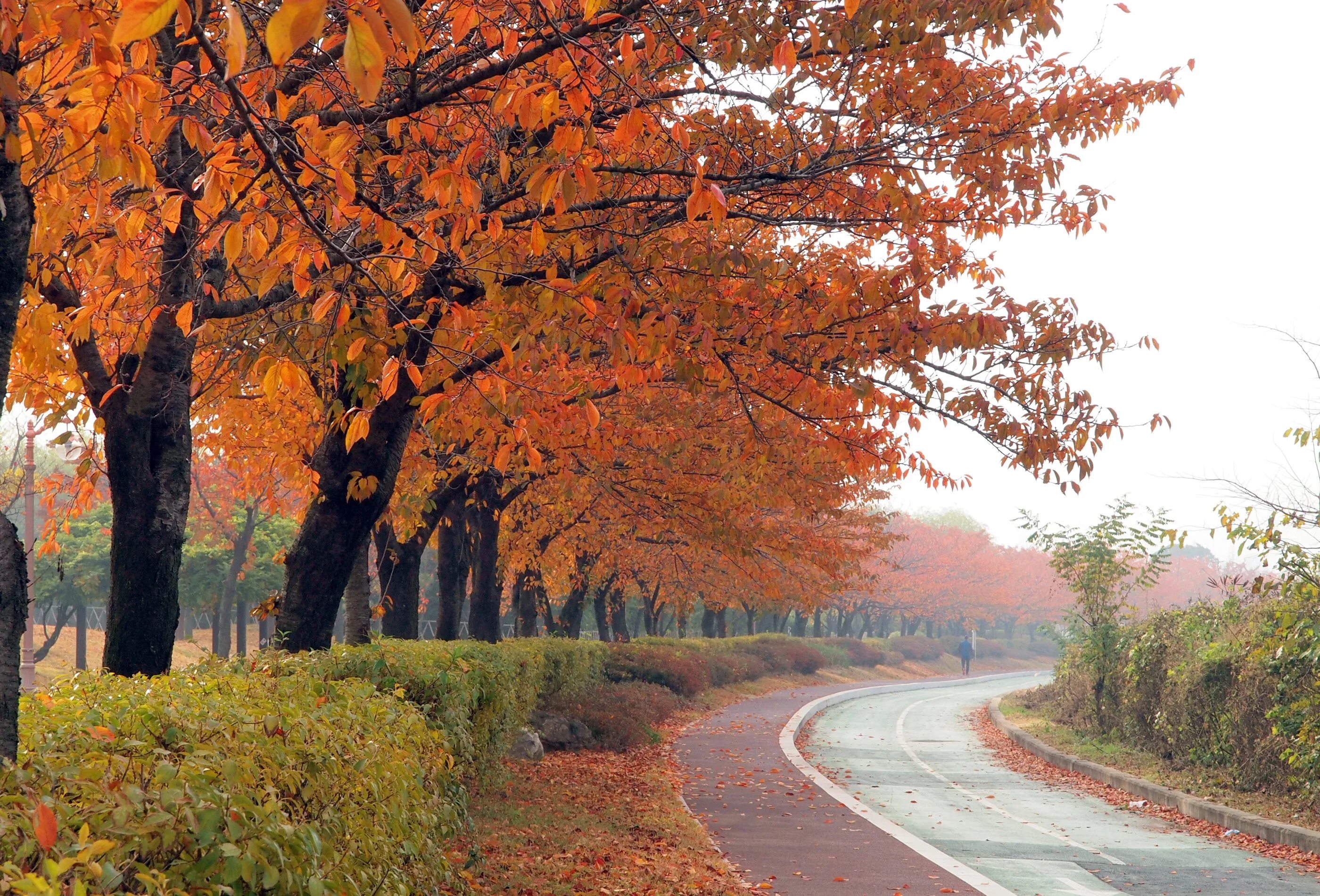 The trees fall across the road. Оранжевая осень. Осенняя оранжевая дорога. Преддверие осени. Осенняя оранжевая дорога в парке.