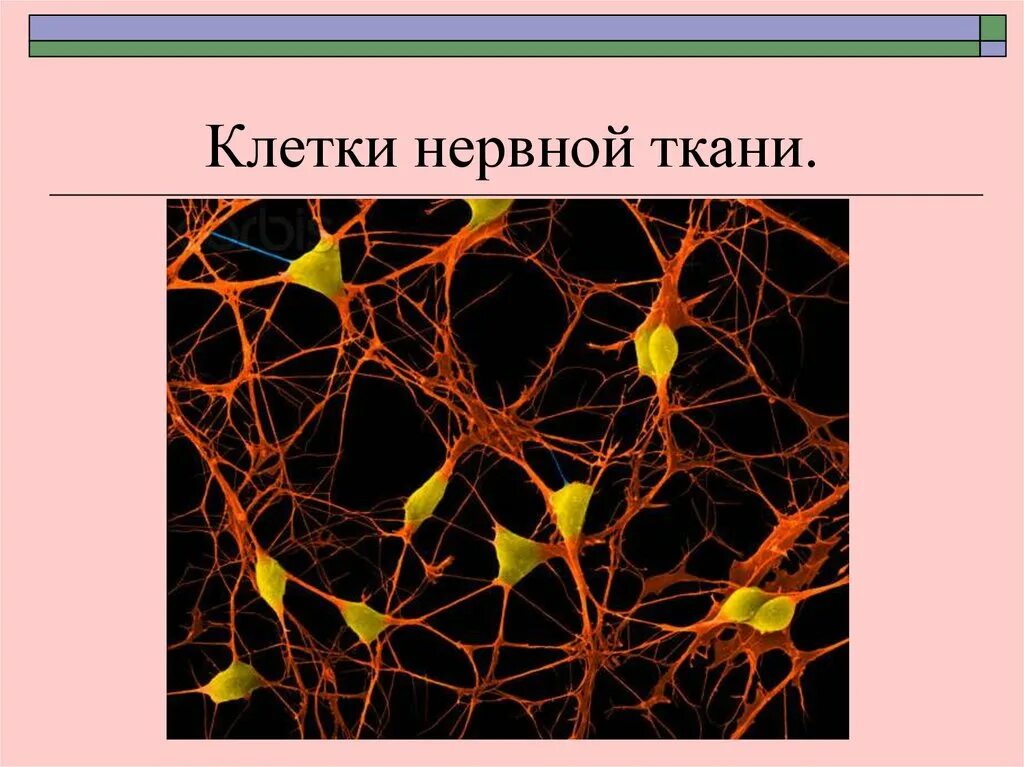 Вспомогательные нервные клетки. Нервная ткань. Нервная клетка. Нервная ткань рисунок. Нервная ткань зарисовать.