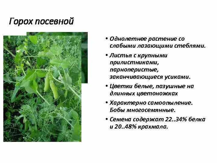 Горох посевной листья. Горошек посевной описание. Горошек посевной морфологическое описание сорта. Горох посевной цветок описание. Факторы гороха