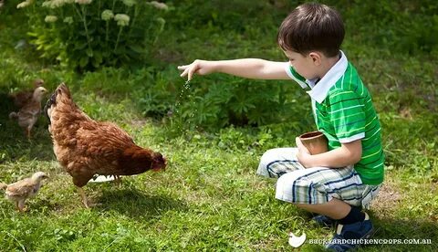Мальчик курицу видео