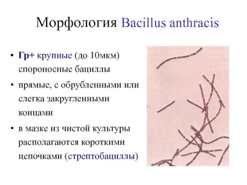 Морфология 2 процента. Bacillus anthracis морфология. Стрептобациллы. Стрептобациллы это грамм. Морфология b anthracis.