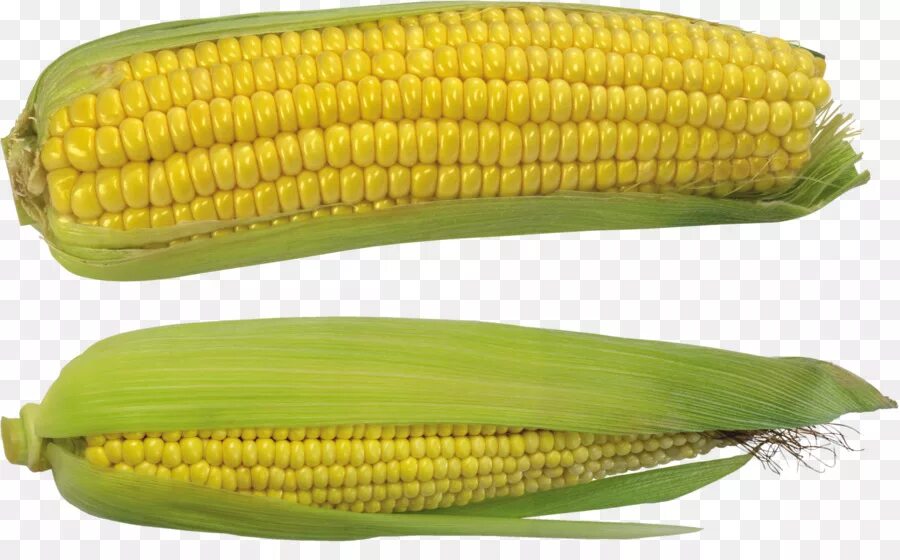 1 початок. Кукуруза сахарный початок. Кочерыжка кукурузы. Кукуруза сверху. Кукуруза на белом фоне.