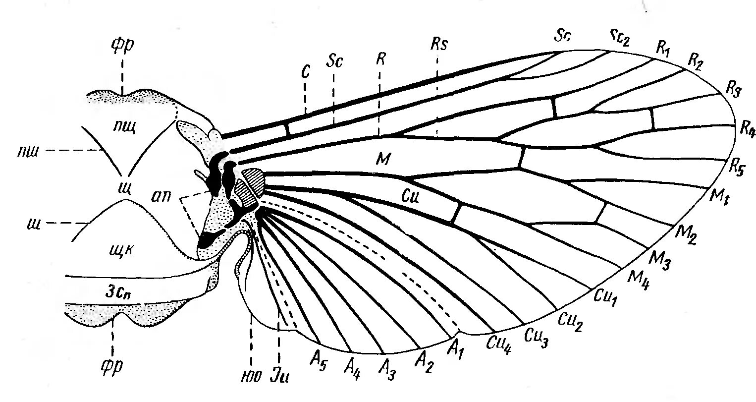 Крылья мухи схема. Схема жилкования крыла насекомого. Строение крыла насекомых жилки. Клоп строение крыла. Жилкование крыльев насекомых строение.