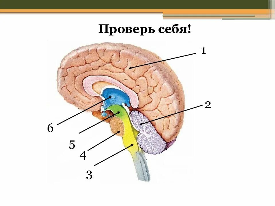 Функции отдела головного мозга 8 класс. Отделы головного мозга егэ биология. рис 80 отделы головного мозга. отделы головного мозга без подписей. мозг по биологии.
