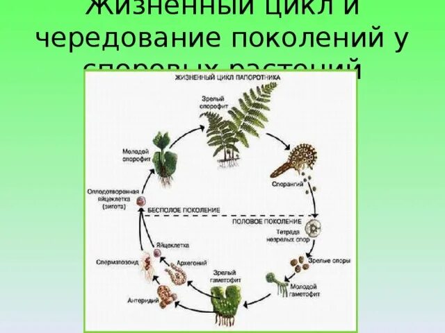 Чередование поколений происходит. Цикл развития высших споровых растений схема. Жизненный цикл растений чередование поколений. Жизненные циклы споровых растений чередование поколений. Жизненный цикл споровых растений схема.