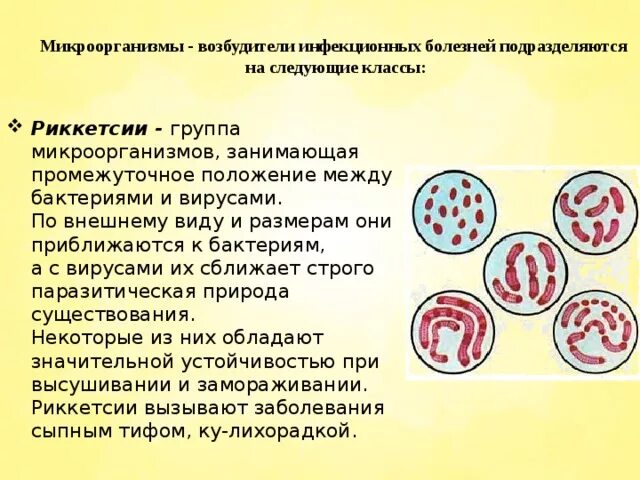 Установите соответствие заболевания возбудители. Бактерии возбудители инфекционных болезней. риккетсии возбудители. промежуточное положение между бактериями и вирусами. особенности микроорганизмов возбудителей инфекционных заболеваний.