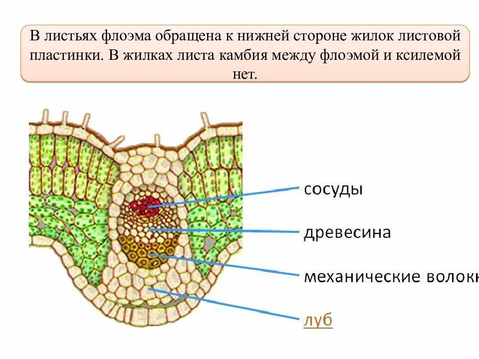 Проводящая ткань листьев