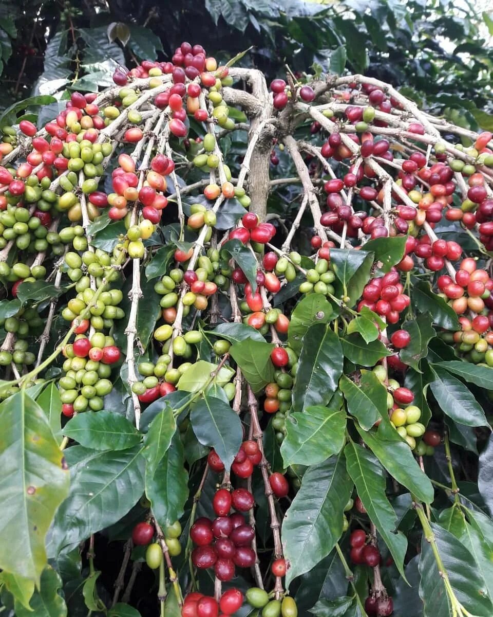 Кофейное дерево (Coffea). Арабика и Робуста дерево. Coffea Arabica дерево. Кофе Аравийский. Сосед кофейного дерева