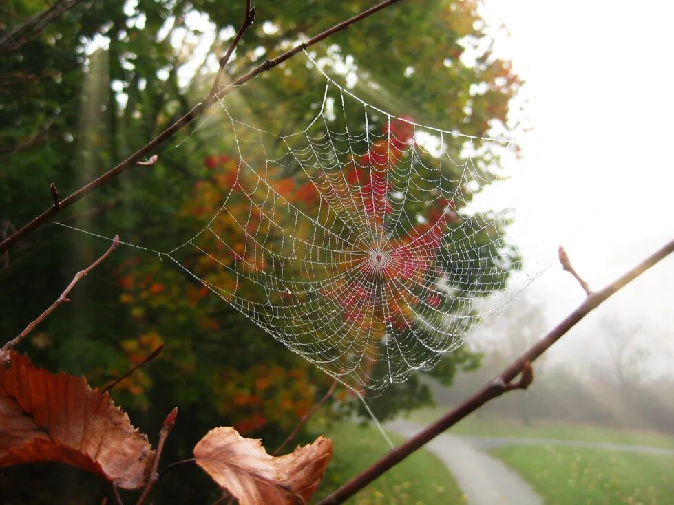 паук осенью. японская паутина. бесчисленные нити осенних паутин. паутинка осень. осень паутина.