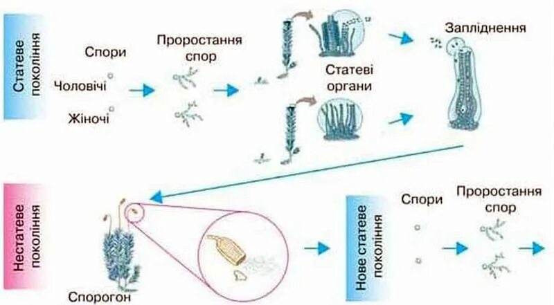 Половое поколение кукушкина льна. Размножение сфагнума схема. Размножение Кукушкина льна схема. Размножение мха Кукушкин лен рисунок. Схема размножения мхов 6 класс биология.