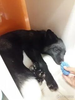 Погладь енота москва