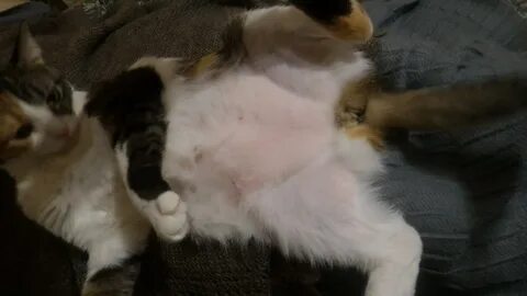 Внизу у кошки