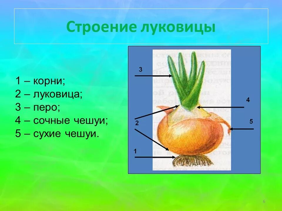 Какие листья у луковицы. Зарисовать внешнее строение луковицы.