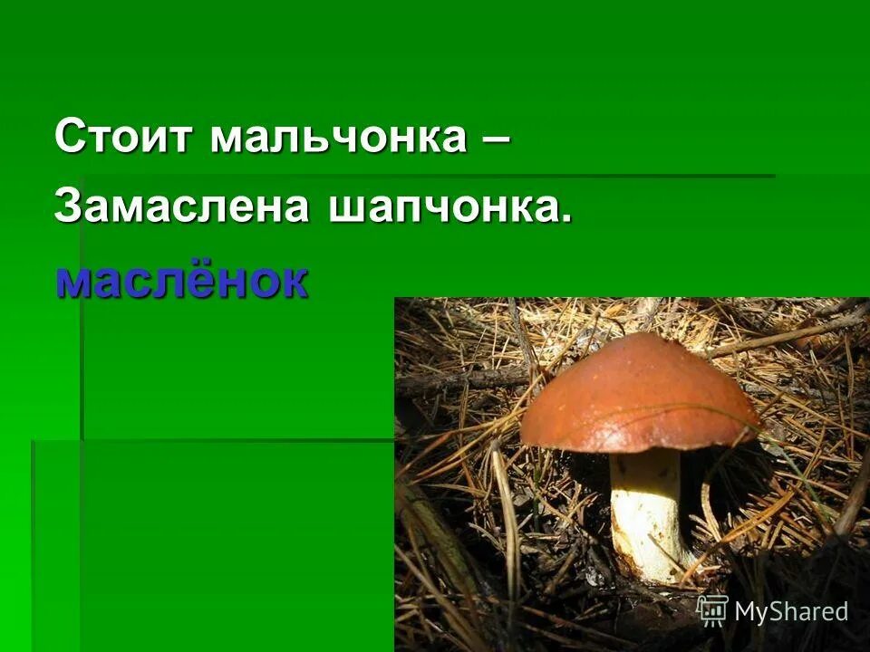 Грибы составить предложение. Грибы составить предложение. Где березки ниже грибов. Сообщение о грибе белый гриб. Грибы составить предложение.