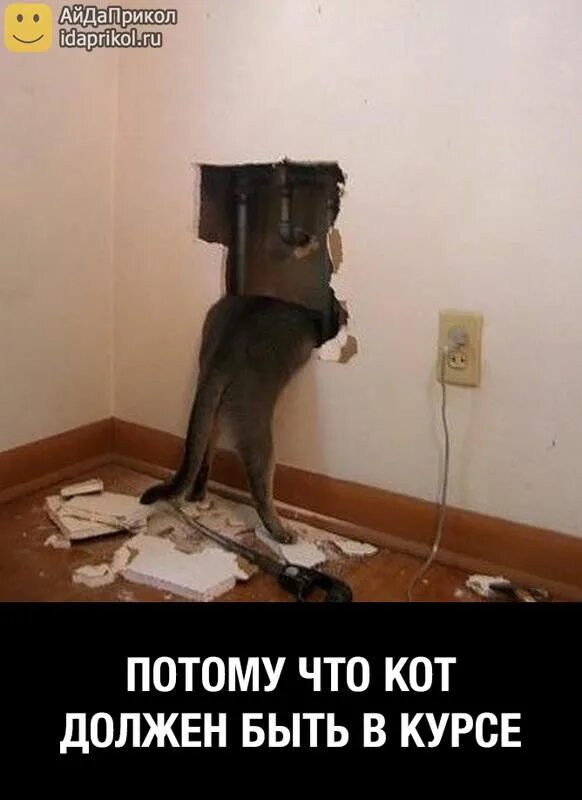 Кот должен быть. Приколы про ремонт в квартире. делаем ремонт приколы. кот ремонт. потому что прикол.
