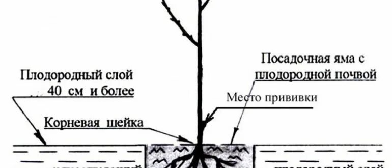 На каком расстоянии сажать вишню друг. Корневая шейка саженца черешни. Посадка черешни весной саженцами. Дерево корневая шейка и место прививки.