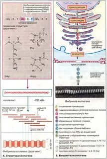 Аминокислоты коллагена